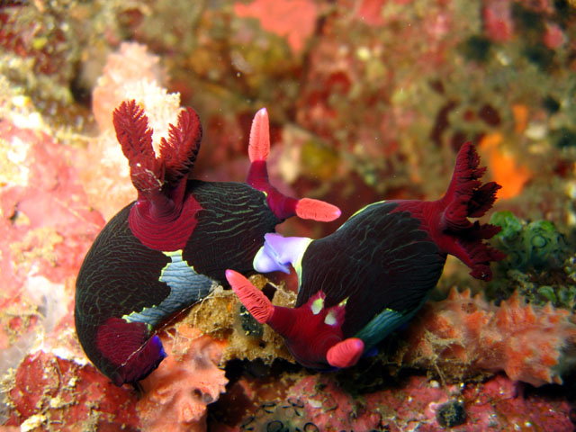 Chamberlain's nembrotha (Nembrotha chamberlaini.), Verde Island, Mindoro, Philippines