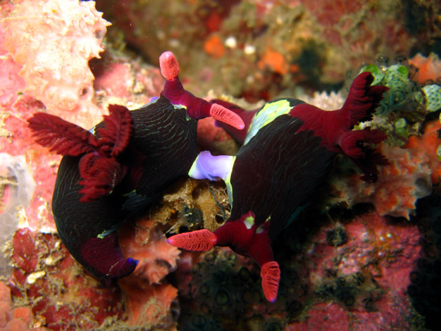 Chamberlain's nembrotha (Nembrotha chamberlaini), Verde Island, Mindoro, Philippines