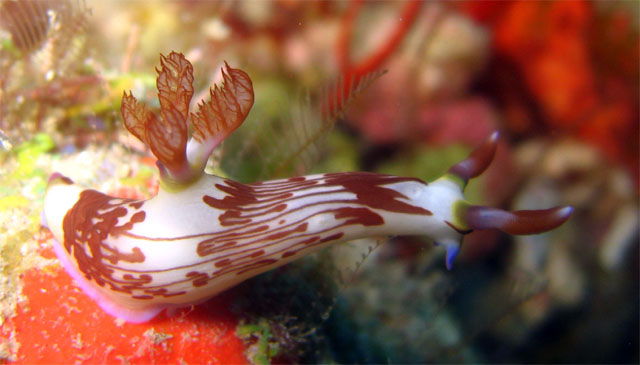Lined nembrotha (Nembrotha lineolata), Pulau Badas, Indonesia