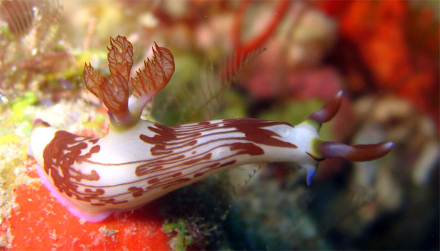 Lined nembrotha (Nembrotha lineolata), Pulau Badas, Indonesia