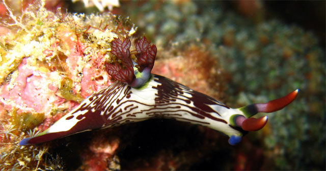 Lined nembrotha (Nembrotha lineolata), Pulau Aur, West Malaysia