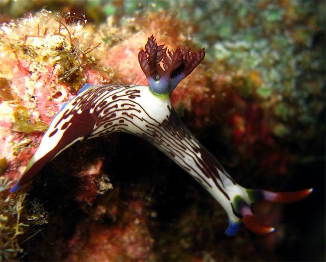 Lined nembrotha (Nembrotha lineolata), Pulau Aur, West Malaysia