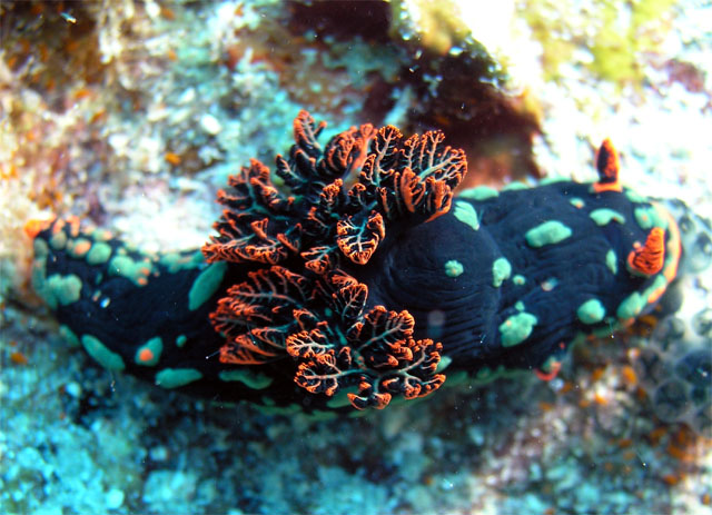 Dusky nembrotha (Nembrotha kubaryana), Pulau Tioman, West Malaysia