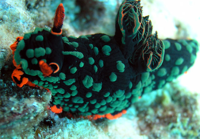 Dusky nembrotha (Nembrotha kubaryana), Pulau Tioman, West Malaysia