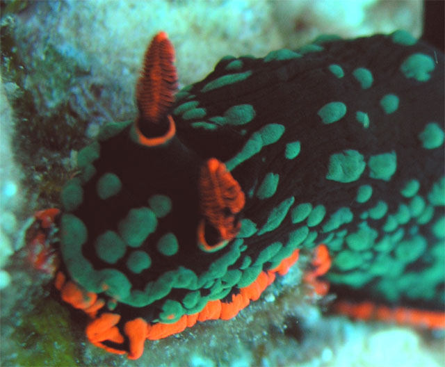 Dusky nembrotha (Nembrotha kubaryana), Pulau Tioman, West Malaysia