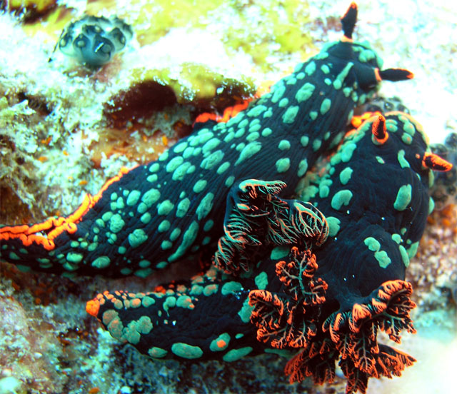 Dusky nembrotha (Nembrotha kubaryana), Pulau Tioman, West Malaysia