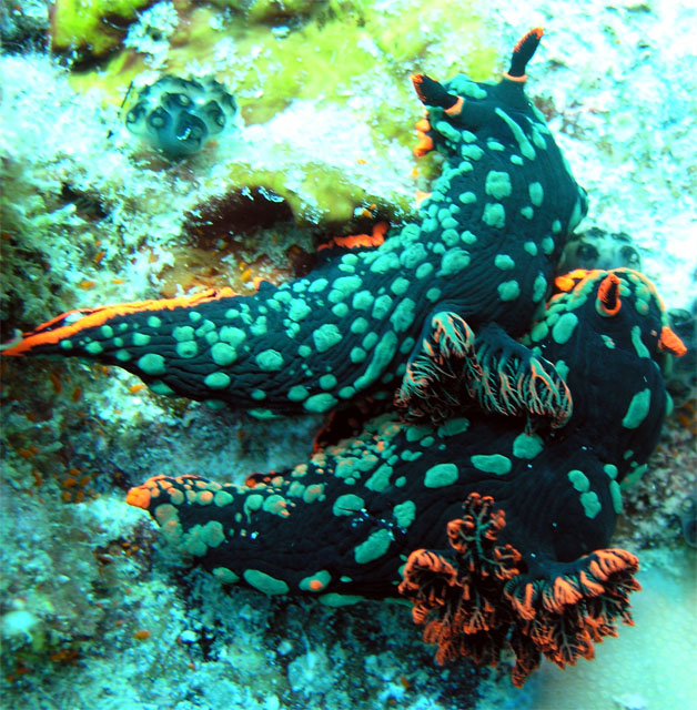 Dusky nembrotha (Nembrotha kubaryana), Pulau Tioman, West Malaysia