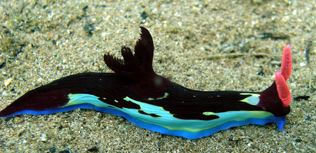 Chamberlain's nembrotha (Nembrotha chamberlaini.), Anilao, Batangas, Philippines