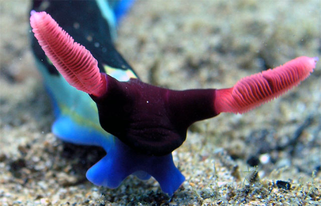 Chamberlain's nembrotha (Nembrotha chamberlaini.), Anilao, Batangas, Philippines