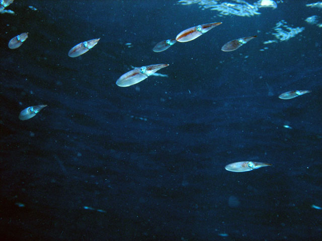 Calamari squids (Loliginidae sp.), Pulau Redang, West Malaysia