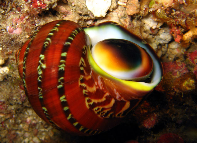 Turban Shell (Turbo petholatus), Pulau Aur, West Malaysia