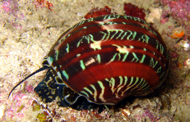 Turban Shell (Turbo petholatus), Pulau Aur, West Malaysia