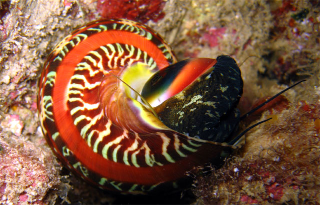 Turban Shell (Turbo petholatus), Pulau Aur, West Malaysia