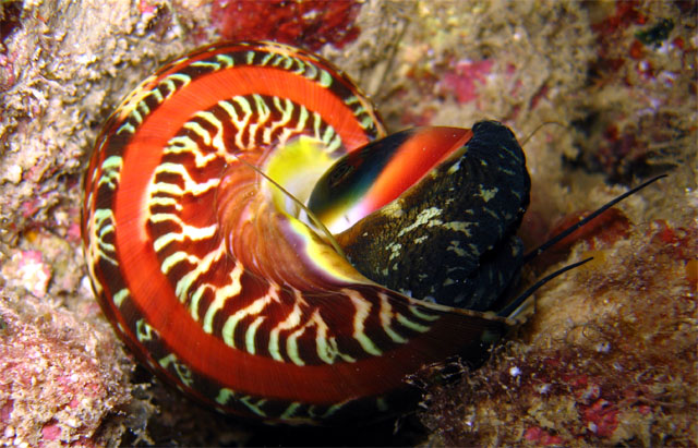 Turban Shell (Turbo petholatus), Pulau Aur, West Malaysia