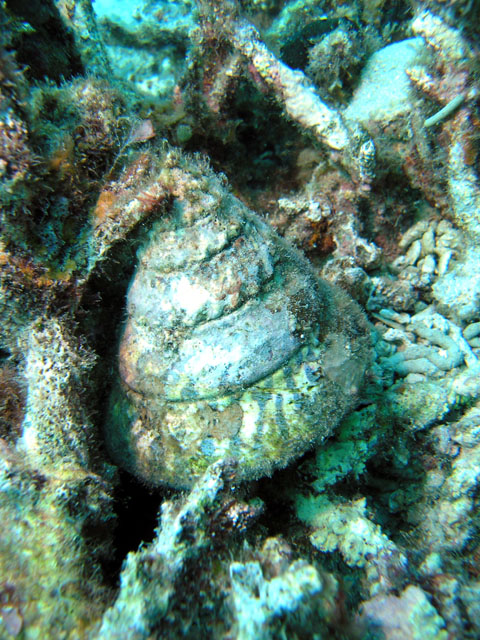 Top Shell, Pulau Tioman, West Malaysia