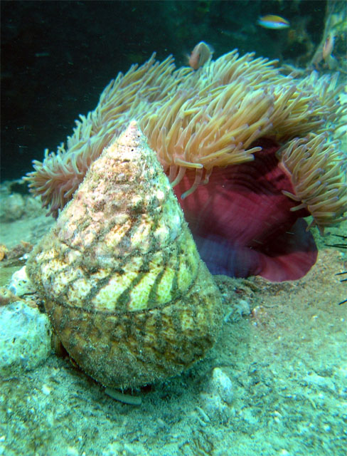 Top Shell, Pulau Tioman, West Malaysia