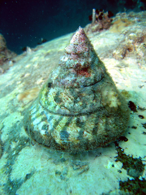 Top Shell, Pulau Tioman, West Malaysia