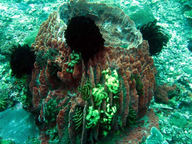 Barrel Sponge (Xestospongia testudinaria), Bali, Indonesia