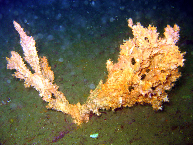 Sponge , Subic Bay, Philippines