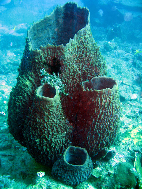 Barrel Sponges (Xestospongia testudinaria), Pulau Badas, Indonesia