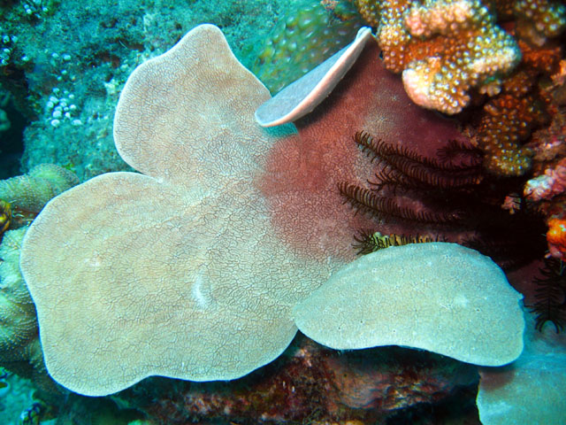 Sponge, Pulau Badas, Indonesia