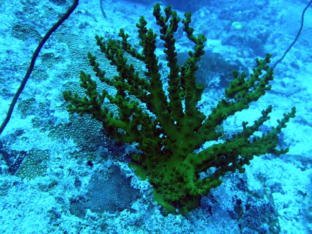 Sponge, Pulau Aur, West Malaysia