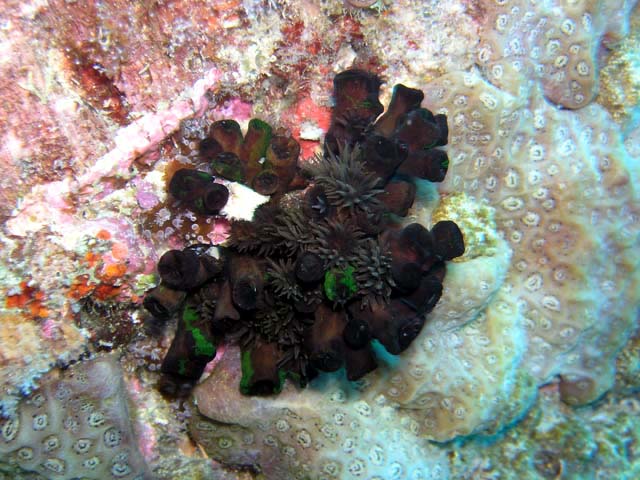 Sponge, Pulau Aur, West Malaysia