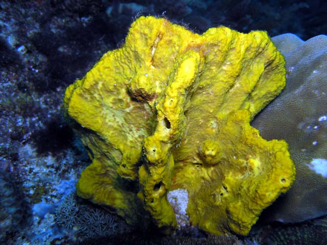 Sponge, Pulau Aur, West Malaysia