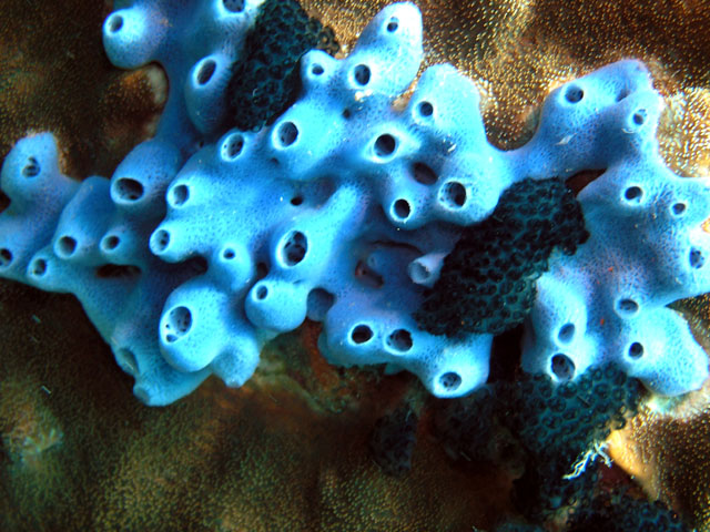 Sponge (Haliclona sp.), Pulau Tioman, West Malaysia