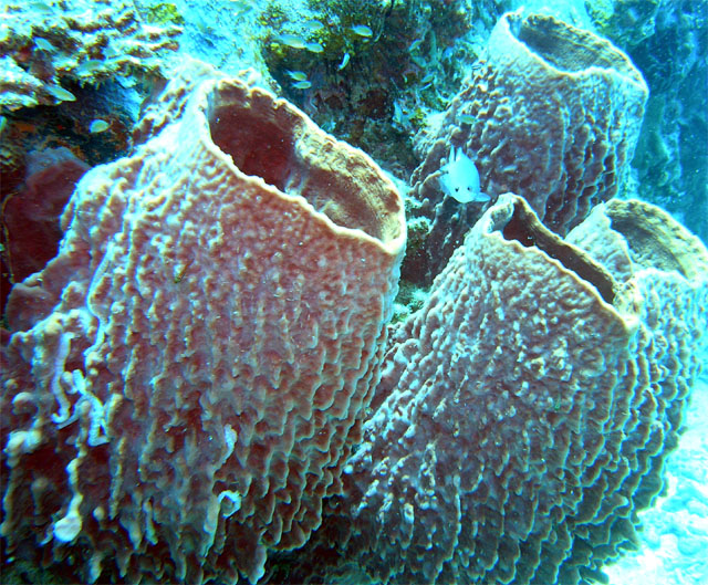 Barrel Sponges (Xestospongia testudinaria), Pulau Tioman, West Malaysia