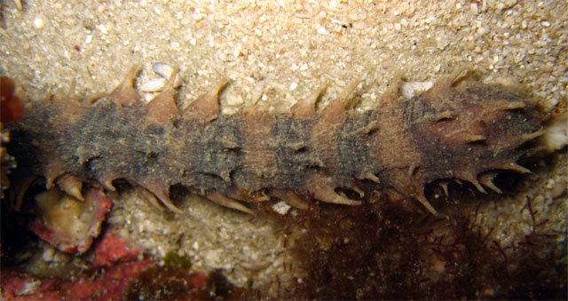 Annilid worm, Pulau Aur, West Malaysia