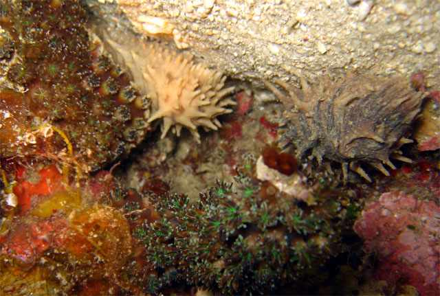 Annilid worm, Pulau Aur, West Malaysia