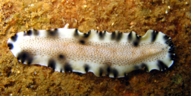 Flatworm, Subic Bay, Philippines