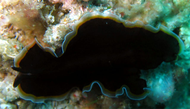 Flatworm, Pulau Badas, Indonesia