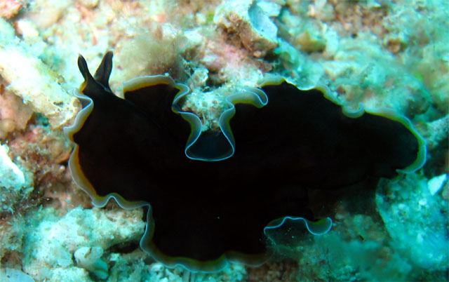 Flatworm, Pulau Badas, Indonesia