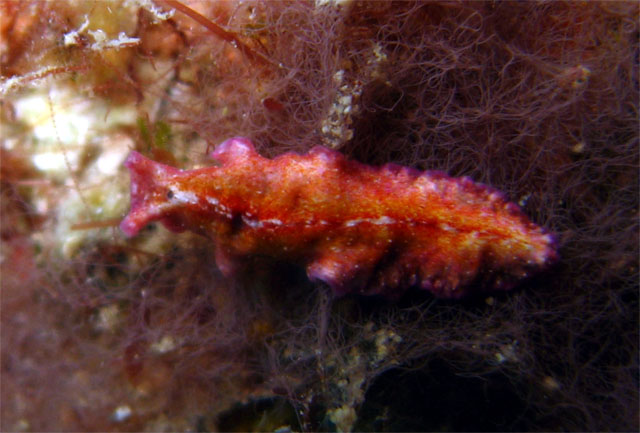 Flatworm, Pulau Aur, West Malaysia