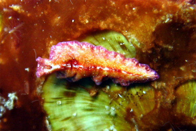 Flatworm, Pulau Aur, West Malaysia