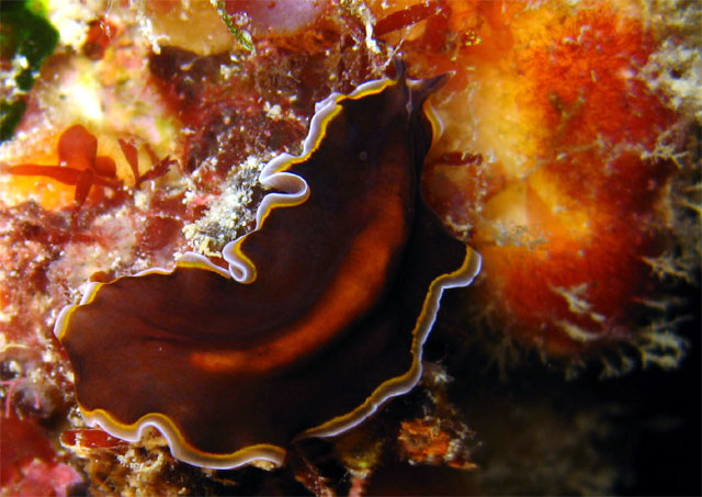 Flatworm, Pulau Aur, West Malaysia