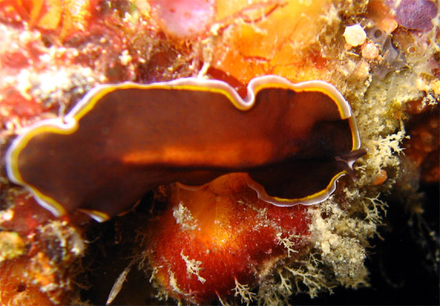 Flatworm, Pulau Aur, West Malaysia