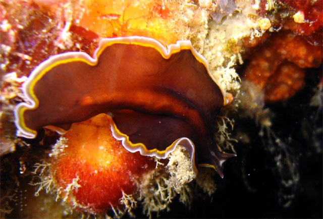 Flatworm, Pulau Aur, West Malaysia