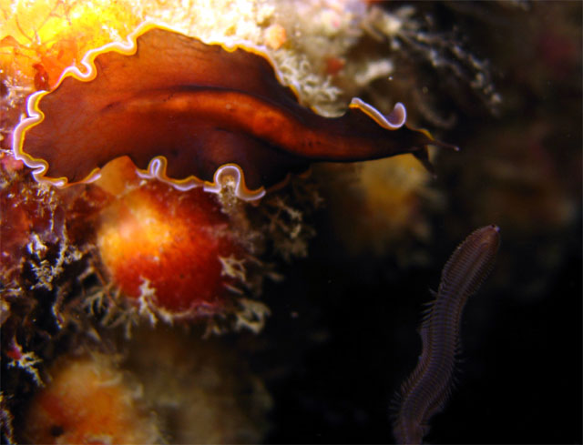 Flatworm, Pulau Aur, West Malaysia