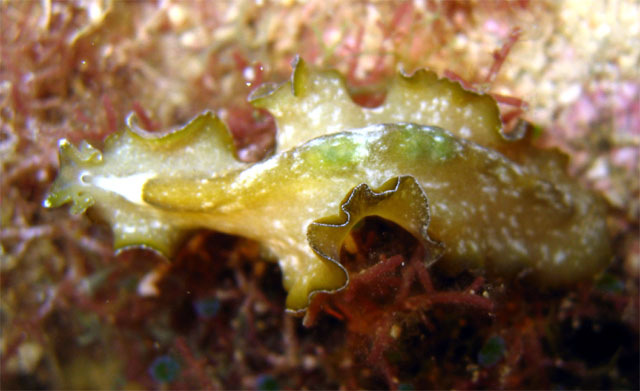 Flatworm, Pulau Aur, West Malaysia