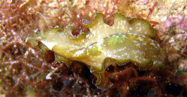 Flatworm, Pulau Aur, West Malaysia