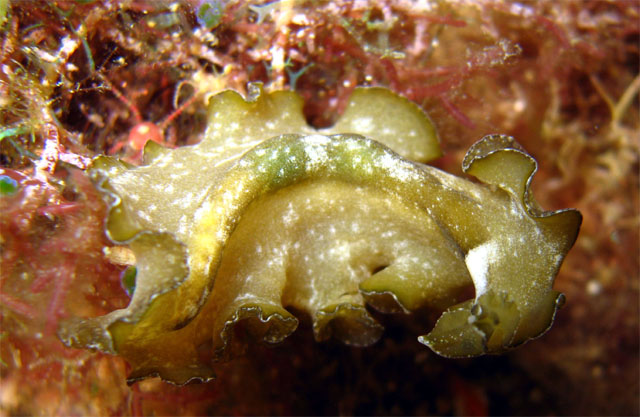 Flatworm, Pulau Aur, West Malaysia