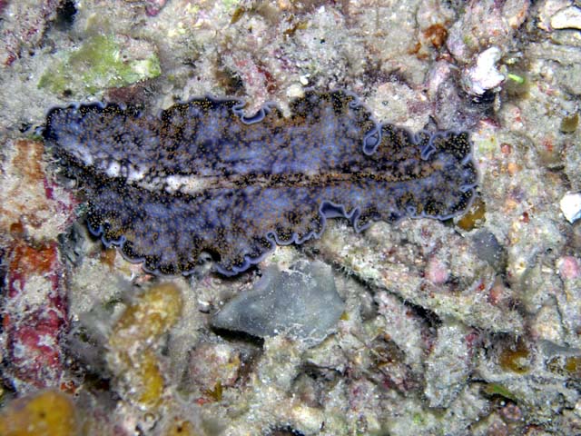 Flatworm, Pulau Aur, West Malaysia