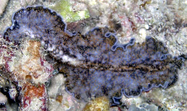 Flatworm, Pulau Aur, West Malaysia