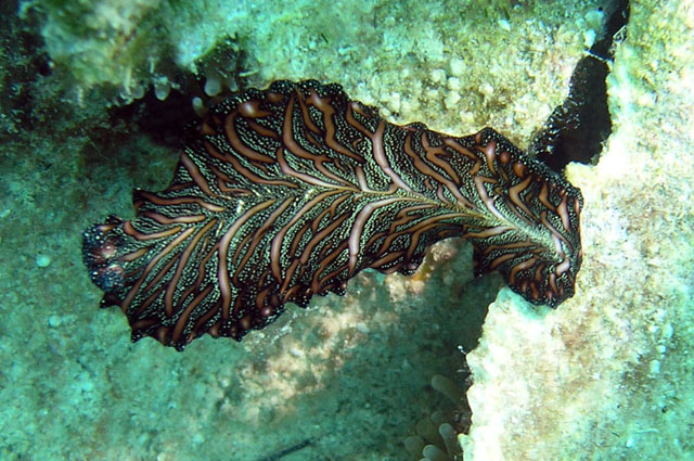 Flatworm, Pulau Tioman, West Malaysia