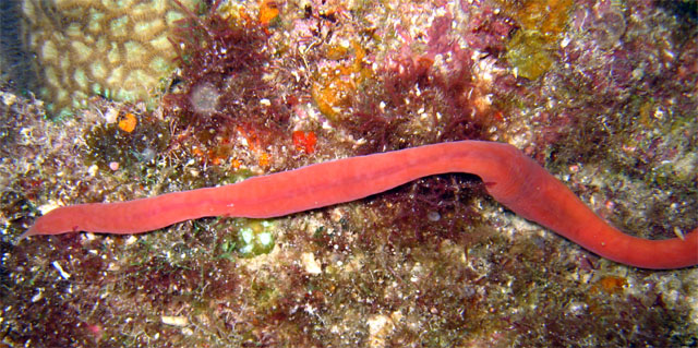 Nemertea worm, Pulau Aur, West Malaysia