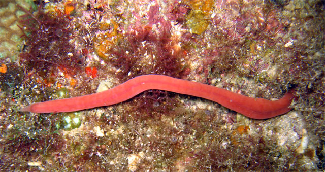 Nemertea worm, Pulau Aur, West Malaysia