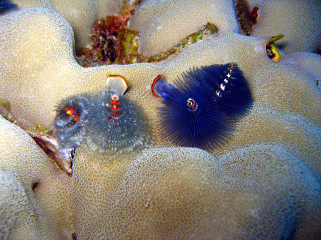 Christmas tree worm (Spirobranchus giganteus), Pulau Badas, Indonesia